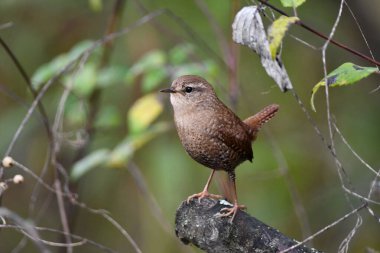 Kış, orman zemininde bir dala tünedi.