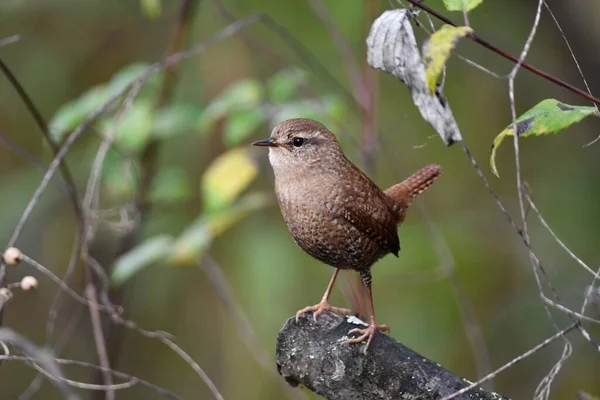 Kış, orman zemininde bir dala tünedi.