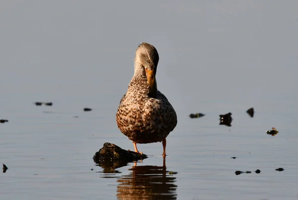 Canard Bécasseau Femelle Sur Preening Des Marais — Photo