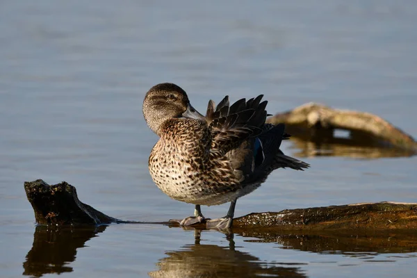 Női Zöld Szárnyú Teal Kacsa Pihenő Driftwood — Stock Fotó