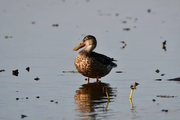 湿地上的雌性北方雪佛龙鸭 — 图库照片