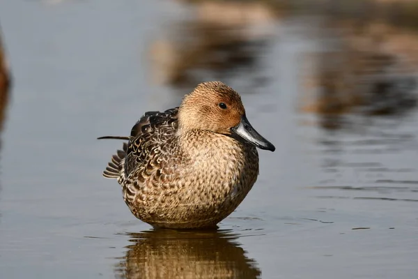 Weibliche Nördliche Pintail Ente Sumpf — Stockfoto