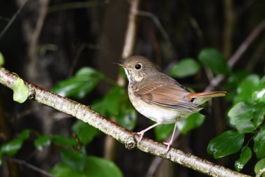 Keşiş Thrush ormandaki bir dala tünedi.