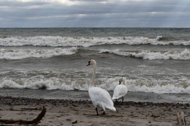 İki Dilsiz Kuğu Ontario Gölü 'ne sert dalgalar ve yaklaşan bir fırtınayla yürür.
