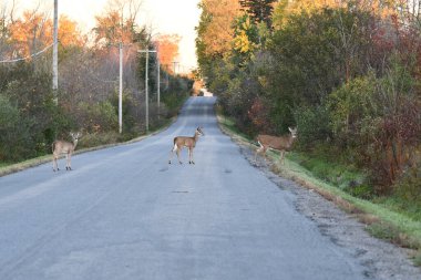 Kırsal yolda yürüyen bir geyik sürüsü