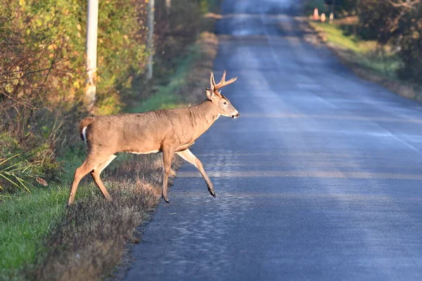 Beyaz kuyruklu geyik yolda yürüyor