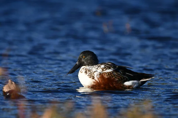 Male Northern Shoveler Duck Water — Stock Photo, Image