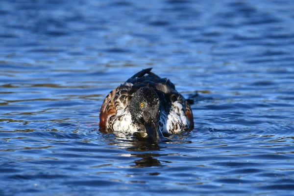 Male Northern Shoveler Duck Water — Stock Photo, Image