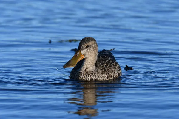 Samice Kachny Severní Shoveler Plovoucí Vodě — Stock fotografie