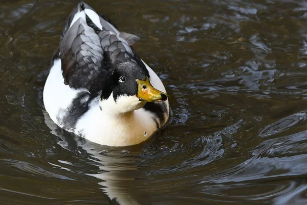 Canard Colvert Canard Domestique Hybride Dans Rivière Parc — Photo