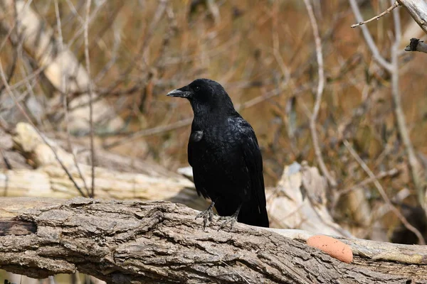 Crow Sits Perched Fallen Tree — Stock Photo, Image
