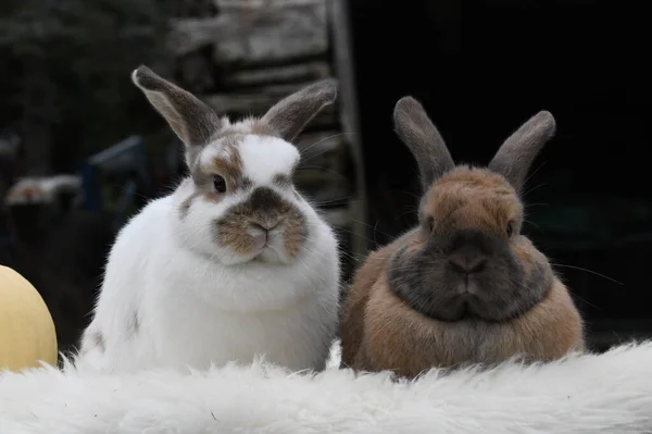 Мила Фотографія Пари Кроликів Домашніх Тварин — стокове фото