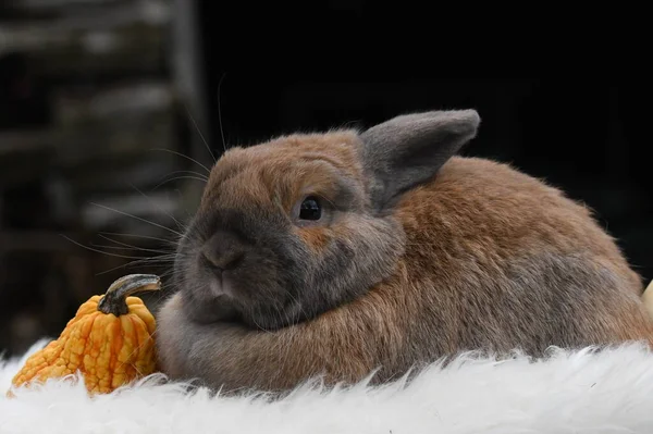 Cute Fotografia Królika Zwierząt Domowych — Zdjęcie stockowe