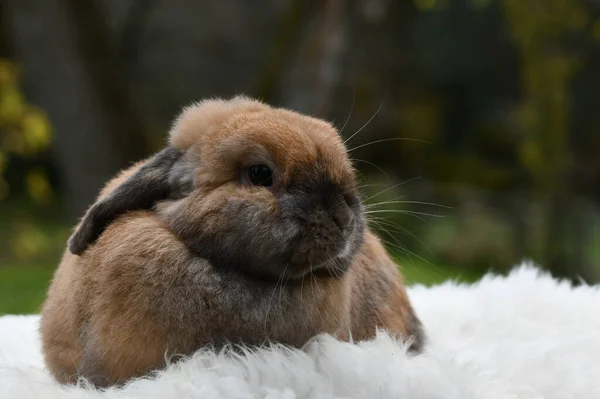 かわいいフランス語のループ耳ウサギの写真 — ストック写真