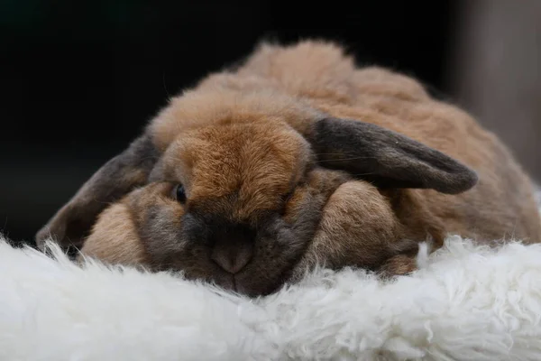 Linda Fotografía Conejo Oreja Lop Francés — Foto de Stock