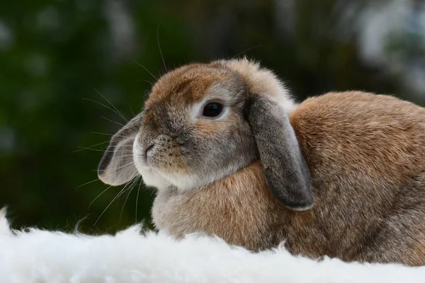 かわいいフランス語のループ耳ウサギの写真 — ストック写真