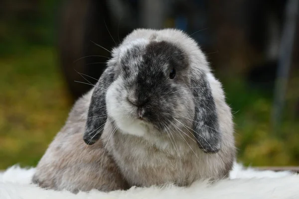 かわいいフランス語のループ耳ウサギの写真 — ストック写真