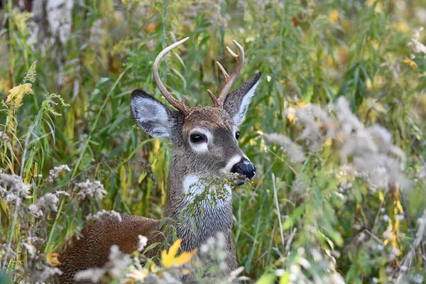 秋天的一幕 一只白尾鹿站在高高的草地上 — 图库照片