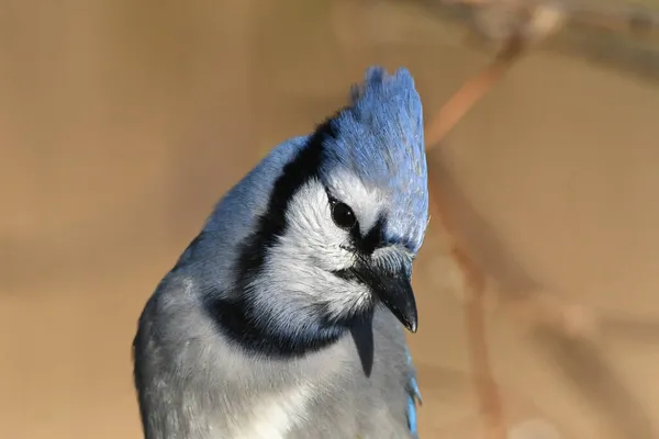 Retrato Pássaro Azul Jay — Fotografia de Stock