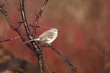 Bir çayıra tünemiş Kuzeyli alaycı kuşun sonbahar sahnesi