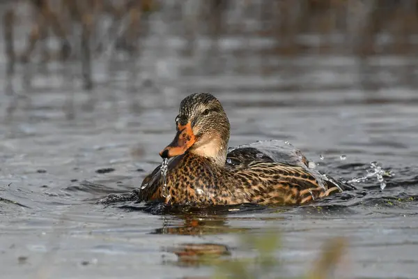 Női Mallard Kacsa Fröccsenő Vízben — Stock Fotó