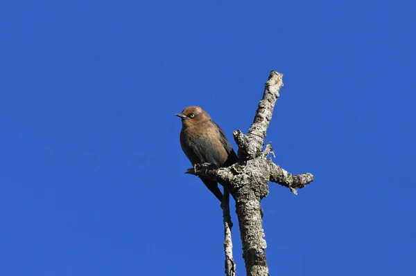 Rusty Blackbird Siedzi Martwym Drzewie — Zdjęcie stockowe