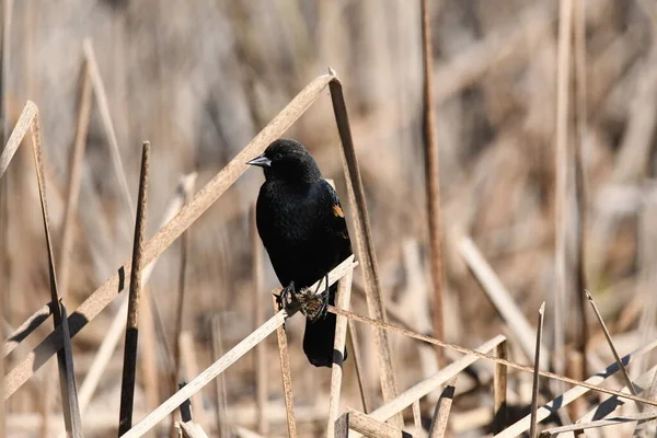 沼泽地红翅黑鸟吃牛油种子的秋季场景 — 图库照片