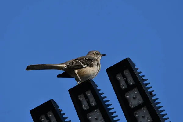 Pássaro Norte Empoleirado Luz Rua — Fotografia de Stock