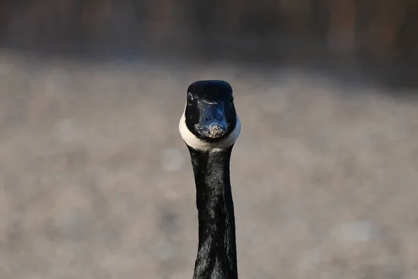 Portrait Canada Goose — Stock Photo, Image