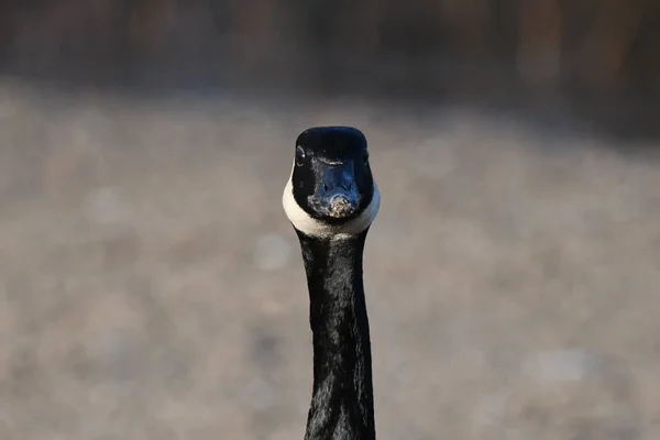 Portretul Unei Gâsle Canadiene — Fotografie, imagine de stoc