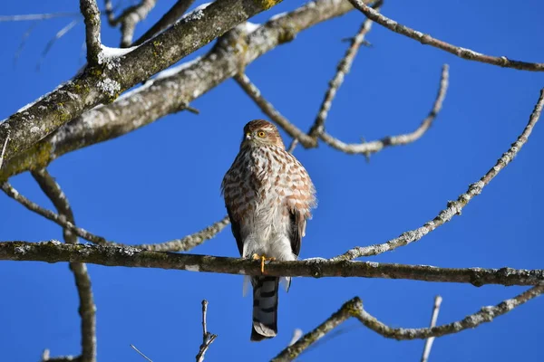 Faucon Pointu Perché Dans Arbre Chasse — Photo