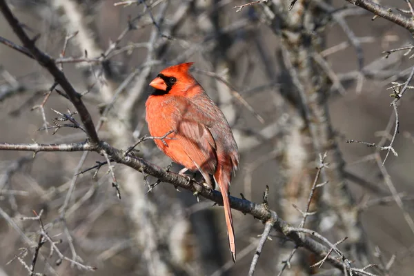 Manliga Norra Kardinal Uppflugen Ett Träd — Stockfoto
