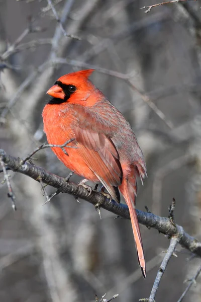 Mannelijke Northern Cardinal Zat Een Boom — Stockfoto