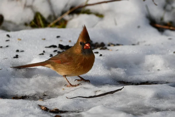 Female Northern Cardinal Snow — Fotografia de Stock