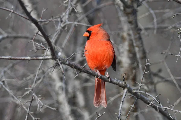 Mannelijke Northern Cardinal Zat Een Boom — Stockfoto