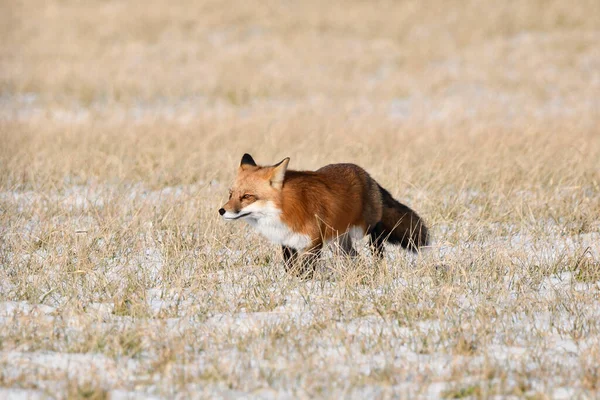 赤狐在雪地上奔跑 — 图库照片