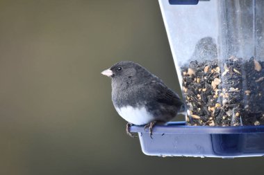 Kara Gözlü Junco kuşları bir kuş yemliğine tünemiş.