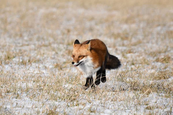 赤狐在雪地上奔跑 — 图库照片