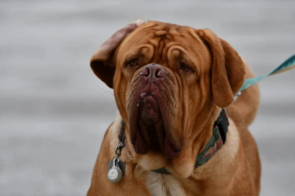 Porträtt Mastiff Hund — Stockfoto