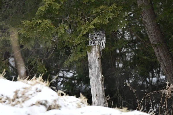 杉の森の端に沿って吠えるフクロウ狩り — ストック写真