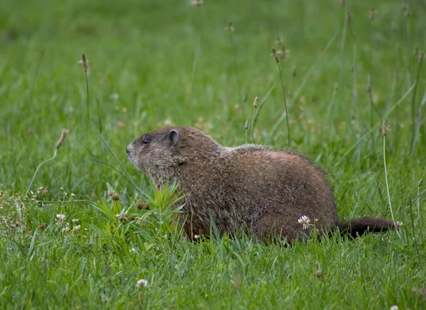 Photograph Ground Hog Green Pasture Agriculture Field — Fotografia de Stock