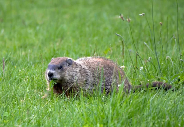 Photograph Ground Hog Green Pasture Agriculture Field — Foto Stock