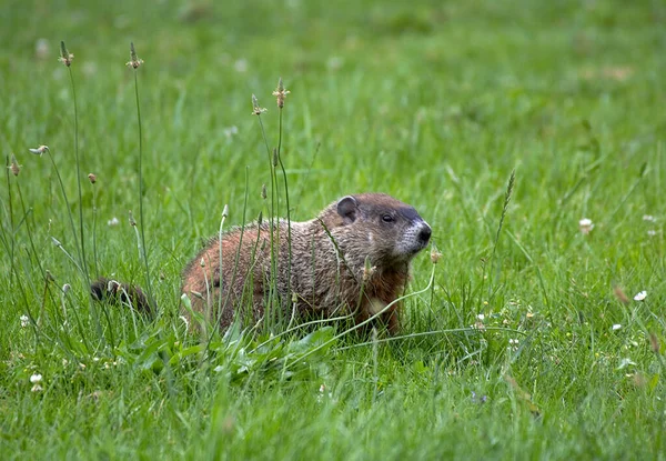 Photograph Ground Hog Green Pasture Agriculture Field — стоковое фото