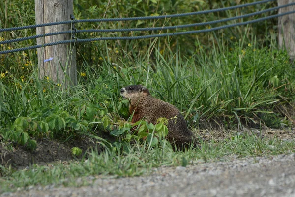 Photograph Ground Hog Green Pasture Grass Side Dirt Road — Foto de Stock