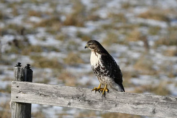 Rural Scene Red Tailed Hawk Sitting Perched Agriculture Fence — Stockfoto