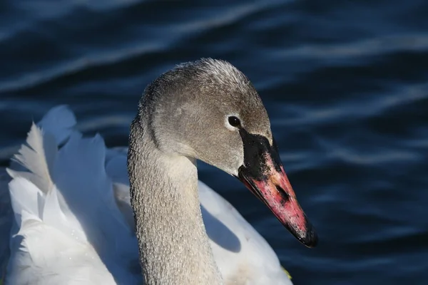 Young Trumpeter Swan Portrait —  Fotos de Stock