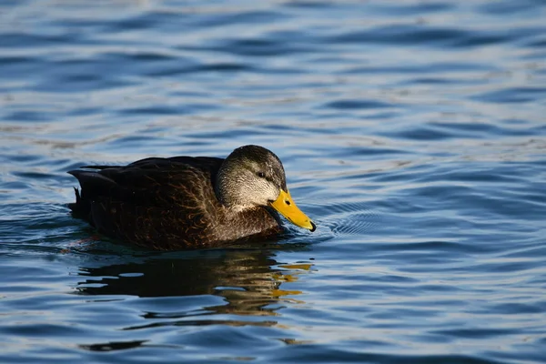 American Black Duck Lake — Stock Fotó