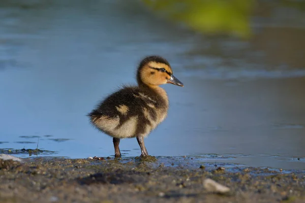 Close Baby Mallard Duck Shore Marsh — Photo