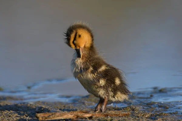 Close Baby Mallard Duck Shore Marsh — Photo