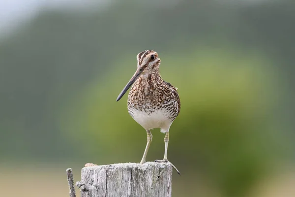 Wilson Snipe Bird Sits Perched Fence Post — Foto Stock